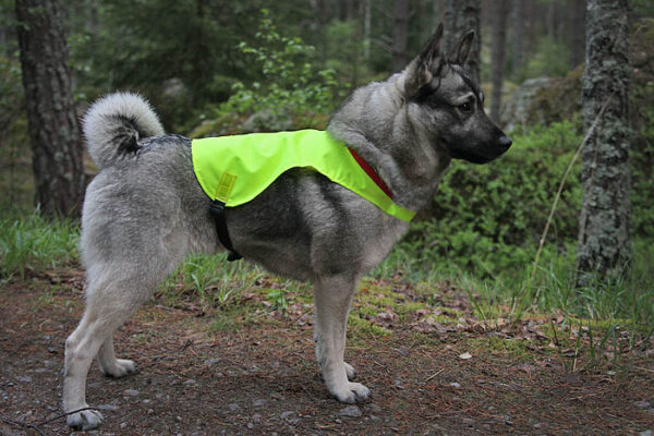 jakttäcke för hund gul