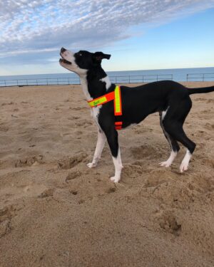 Hund som bär en elastisk reflexsele i 4 cm bred orange resår med gul reflex. Reflexselen ökar hundens synlighet vid promenader i mörker och skymning.